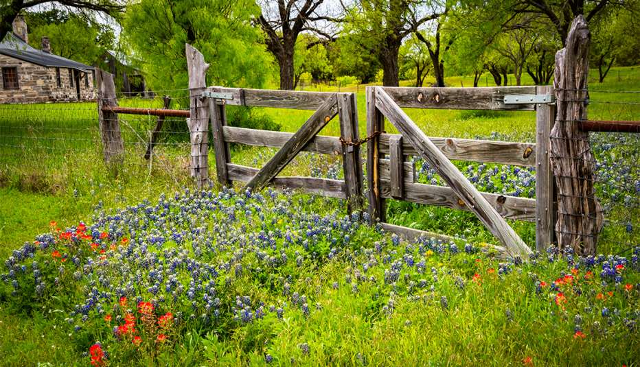 wildflowers grow around an old fence in texas hill country