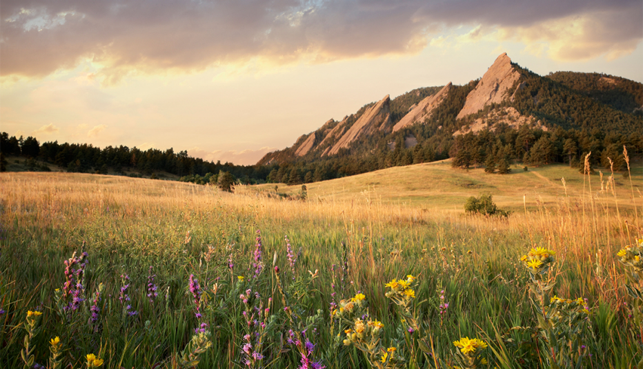 wildflowers in a meadow in front of the flatiron mountains in boulder colorado