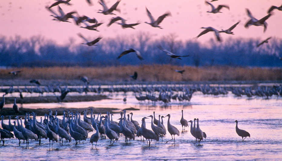 sandhill cranes on the platte river in nebraska