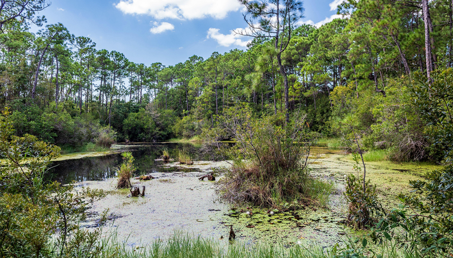 the swamp of davis bayou in gulf islands national seashore near ocean springs mississippi