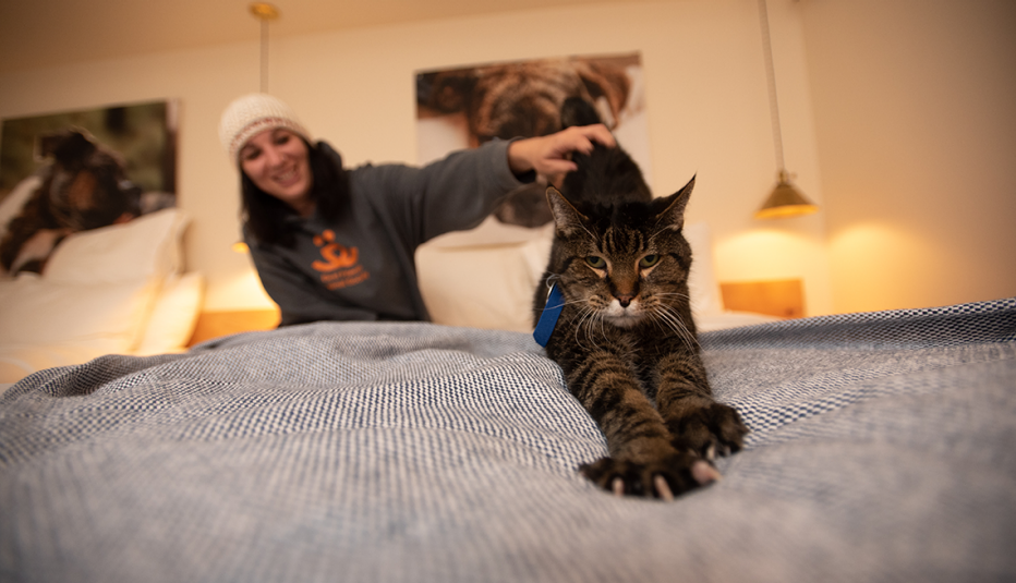 a cat stretches out on a bed in front of their human at the best friends roadhouse and mercantile in kanab utah