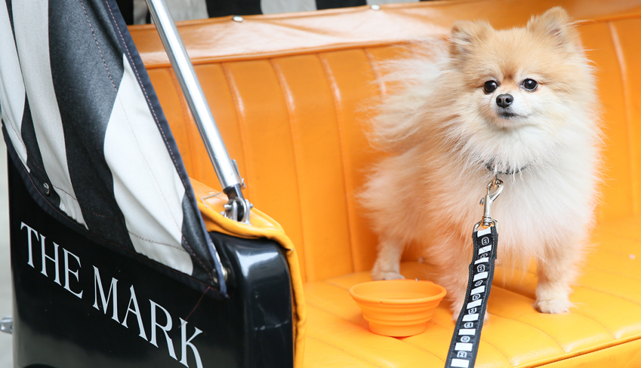 a dog riding in a pedicab at the mark hotel in new york city new york