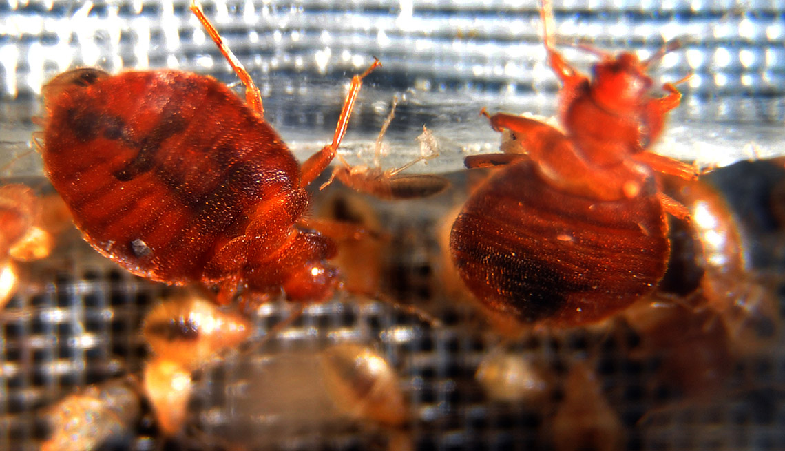 Close Up Of Bed Bugs, Protect Yourself Against Bed Bugs