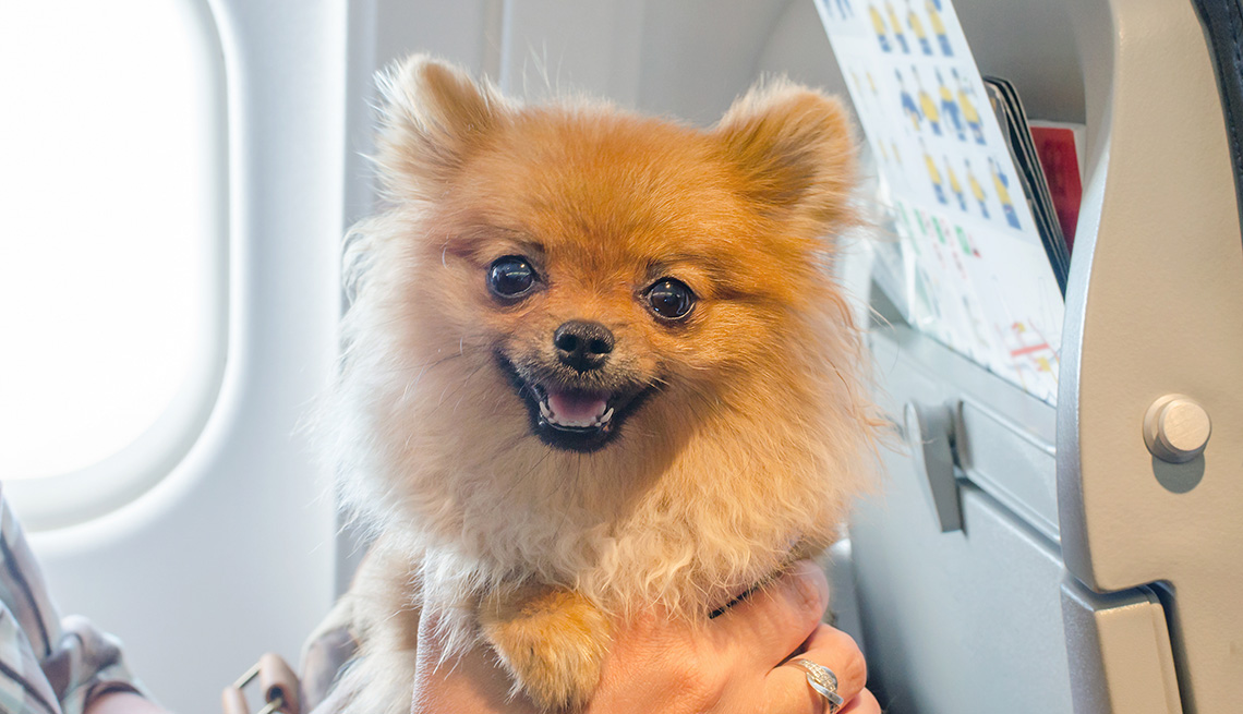 small dog pomaranian spitz in a travel bag on board of plane