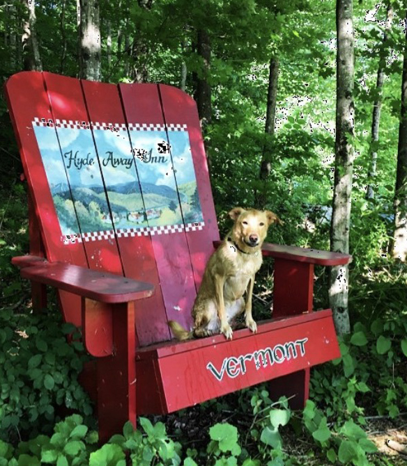 Leo sitting on a large chair in Vermont