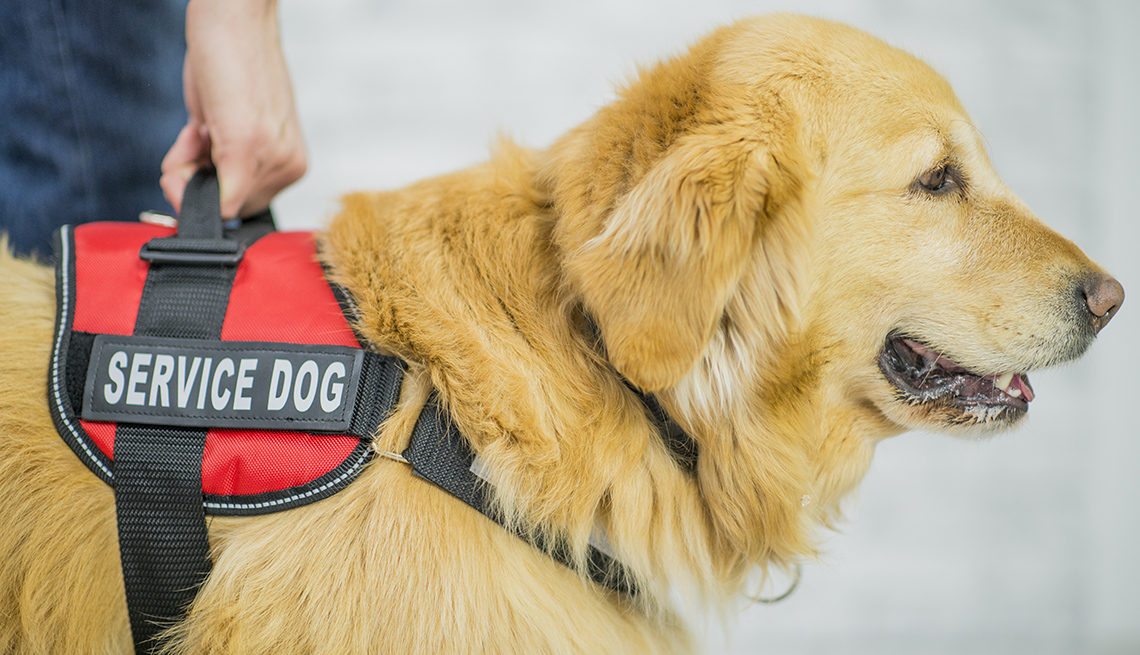 a golden retriever is wearing a animal harness to indicate it is a service dog