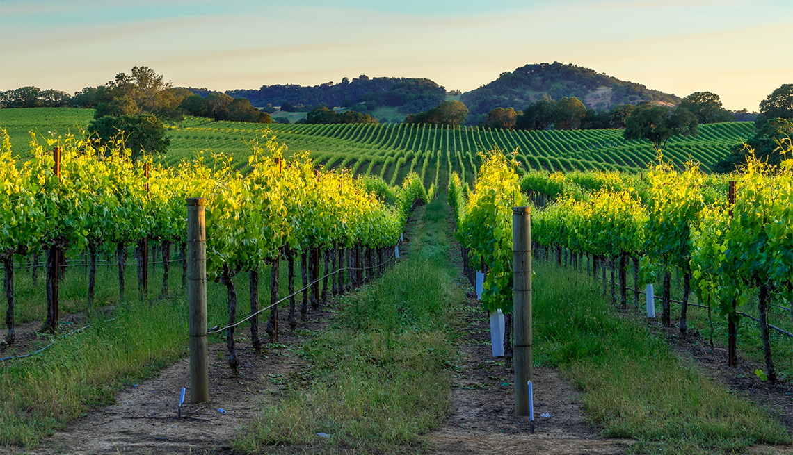 The sun setting over a vineyard in Sonoma County, California