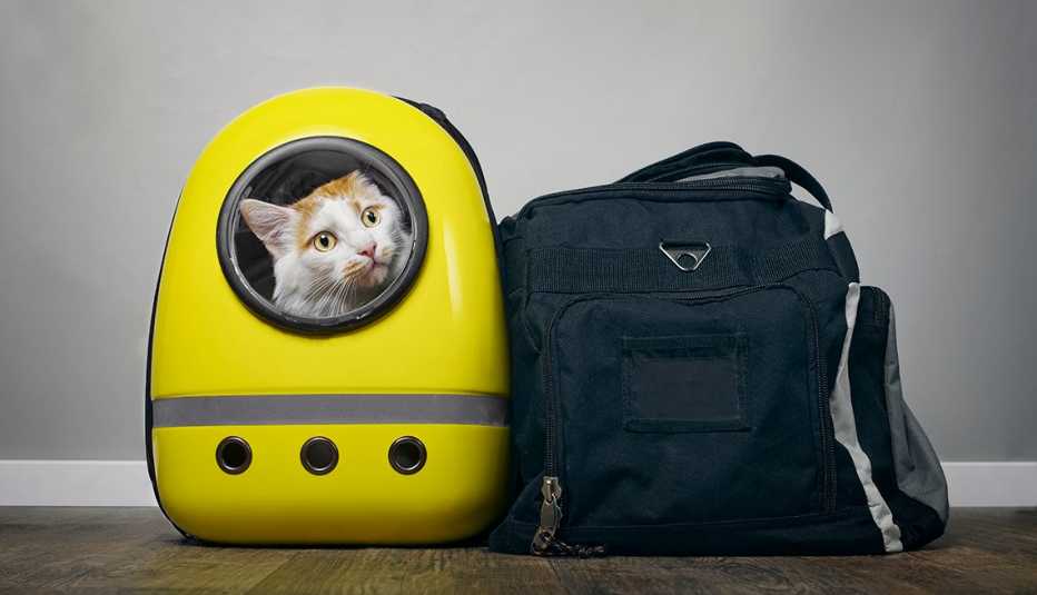 a cat inside a yellow carrier on the ground with a backpack to the right of it