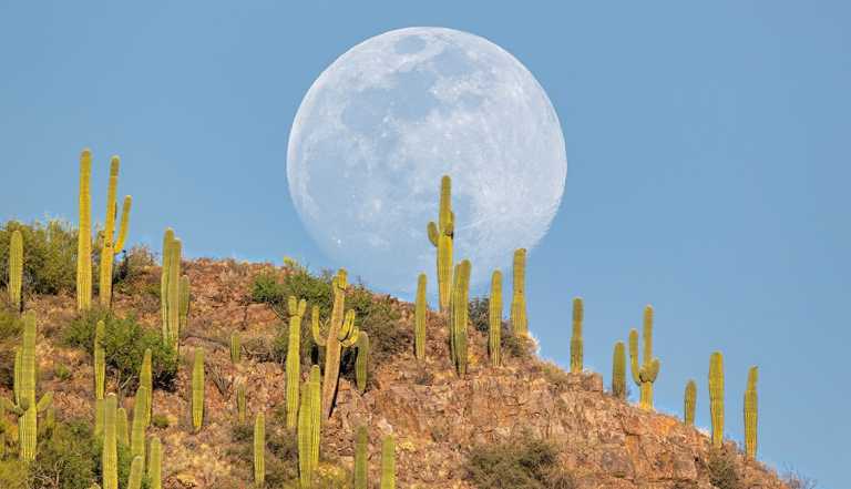 The full moon rises over mountain with saguaro cacti in front