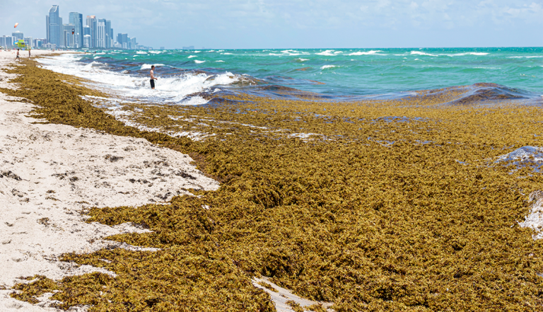 miami beach florida covered in sargassum seaweed