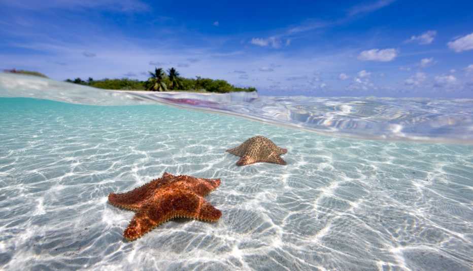 sea stars under the waves on little cayman island in the caribbean
