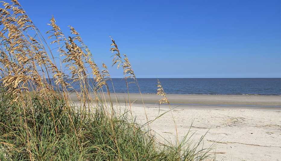 dune grass in front of the beach and ocean in jekyll island georgia