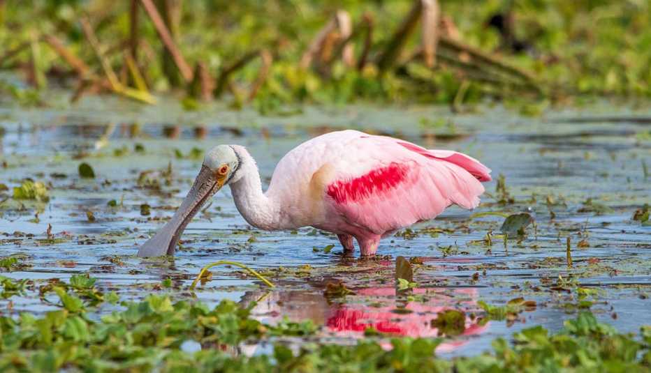 a roseate spoonbill at orlando wetlands park in florida