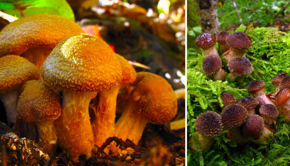 two images of honey mushrooms celebrated in michigans humongous fungus festival