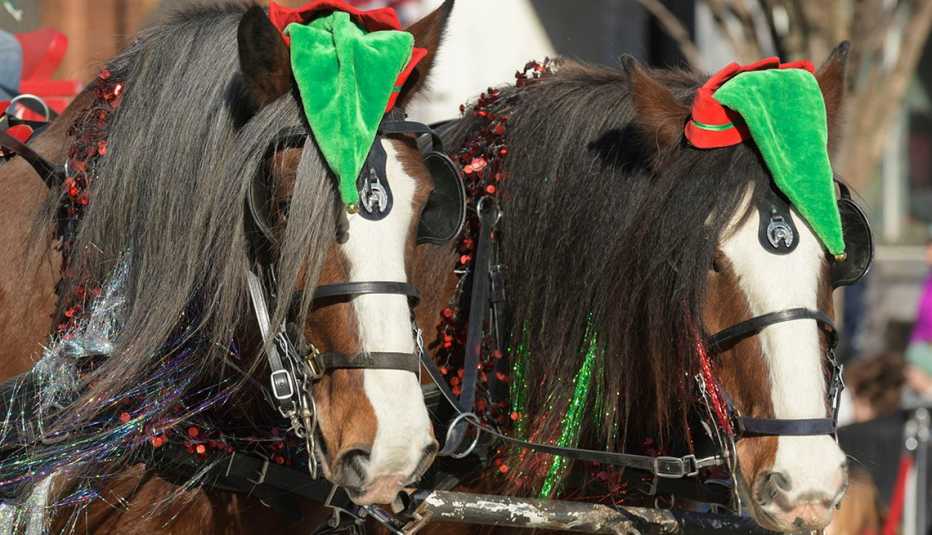 close up of two clydesdales dress up for the Horse-Drawn Carriage Parade & Festival 