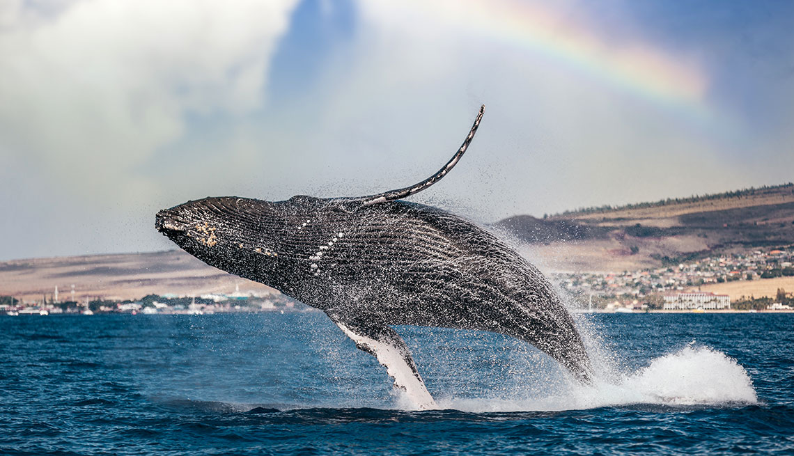 a humpback whale in Lahaina, Hawaii