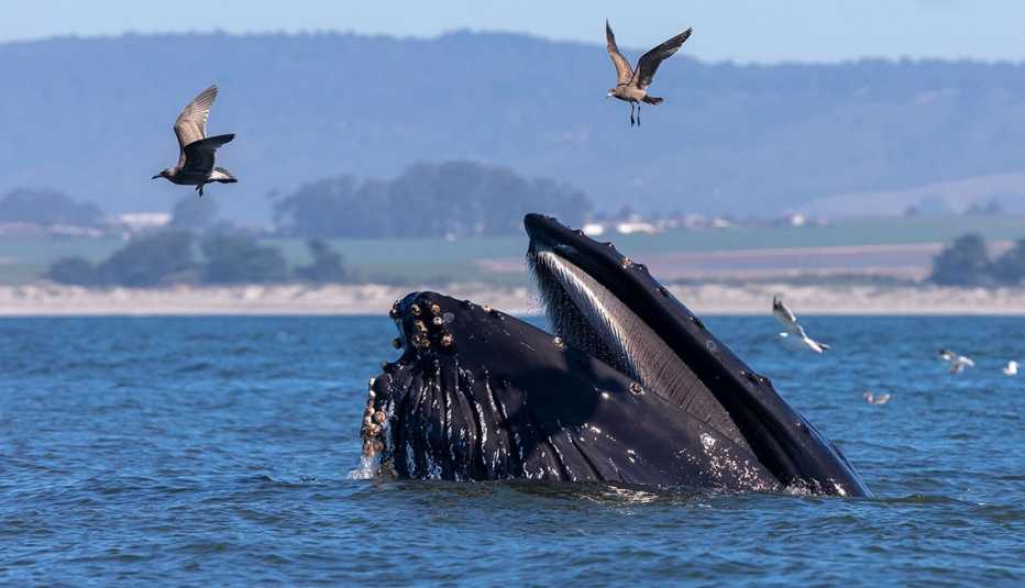 a humpback whale at Monterey Bay