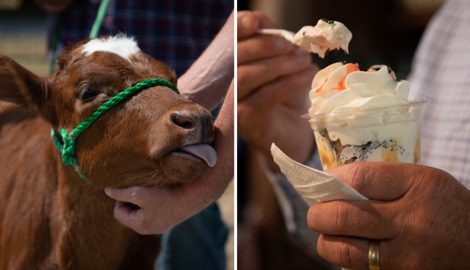 left an image of a baby cow right a man eating ice cream