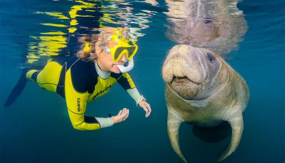 female snorkeler swims with manatee in Florida