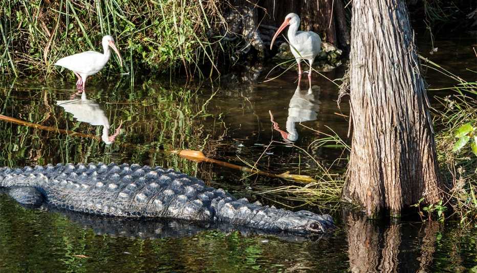 alligator and white bird in The Everglades
