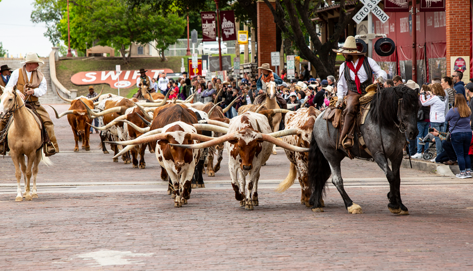 cowhands driving cattle in fort worth texas