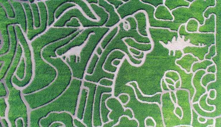 a corn maze featuring a woman and dinosaurs