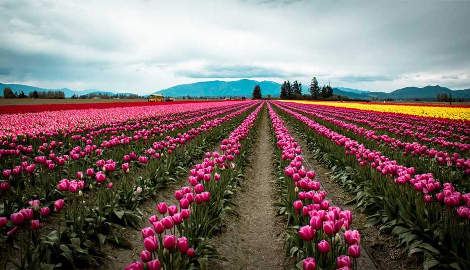 rows of pink, red and yellow tulips at the Skagit Tulip Festival 