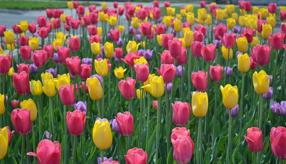 pink yellow and purple tulips blooming in holland michigans tulip time festival