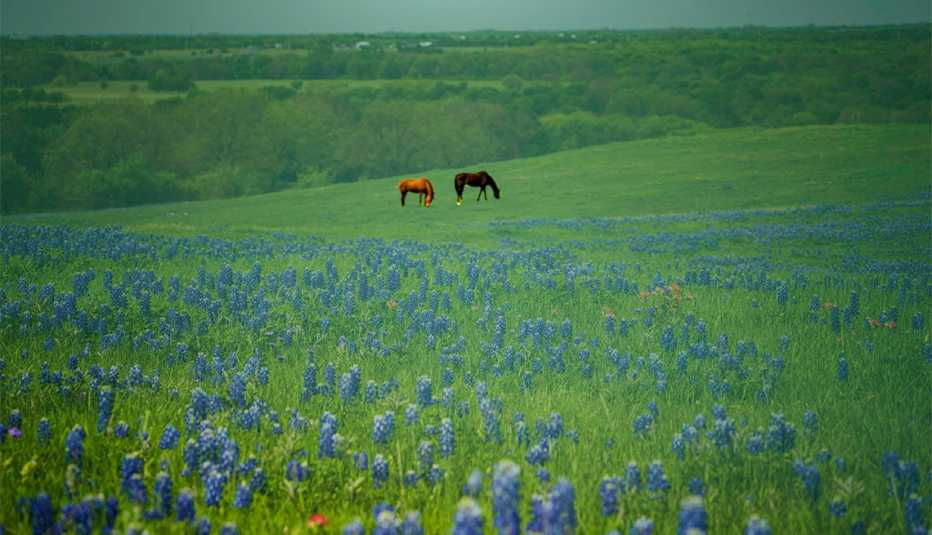 horses stand in a field of blue bonnet flowers in ennis texas