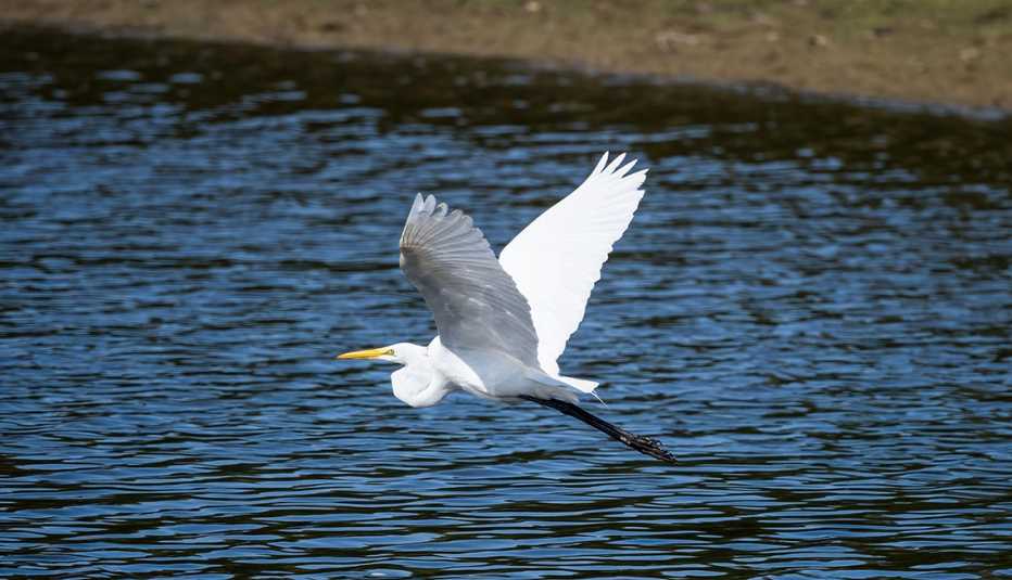 a Great Egret flying over the water in Cross Creeks National Wildlife Refuge