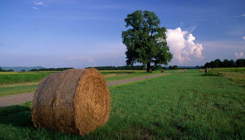 an open field with a large tree and hay at the Holla Bend National Wildlife Refuge in Arkansas