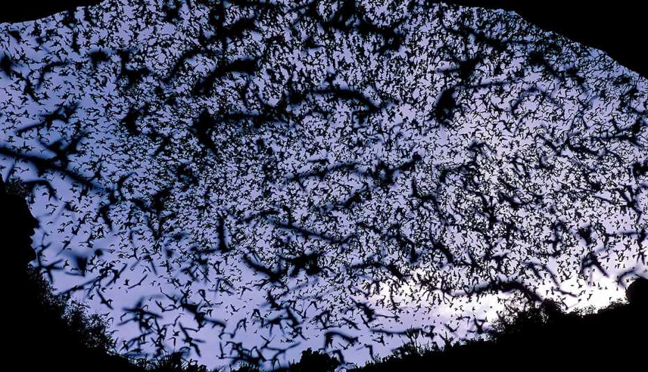 Evening Bat Exodus, Mexican Free-Tail Bats, Tadarida brasiliensis, Carlsbad Caverns NP, New Mexico