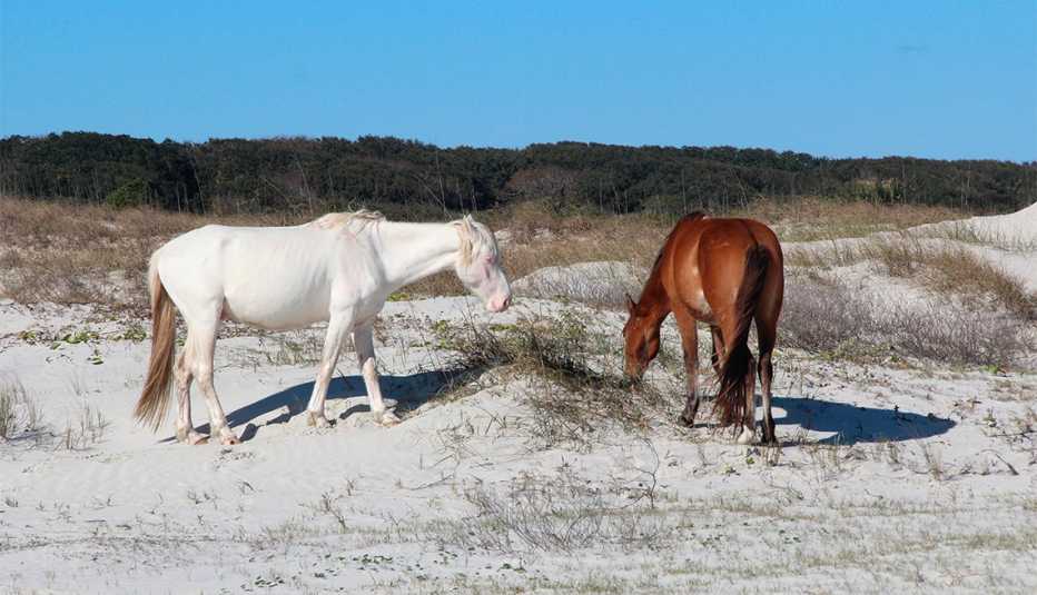 Wild horses on Cumberland Island