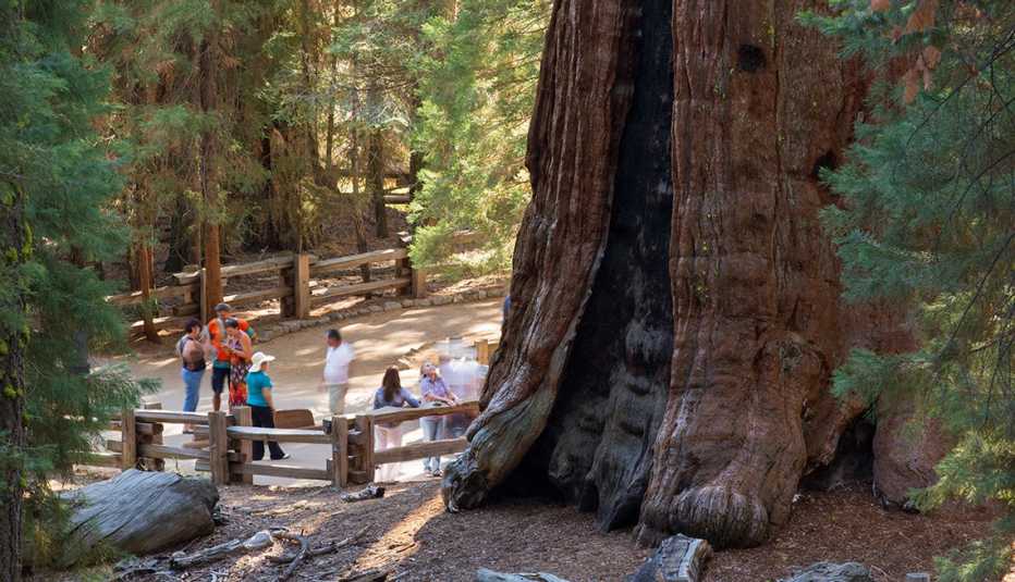 The General Grant Tree, a Giant Redwood, or Sequoia, Sequoiadendron giganteum, in Sequoia National Park, California, USA.