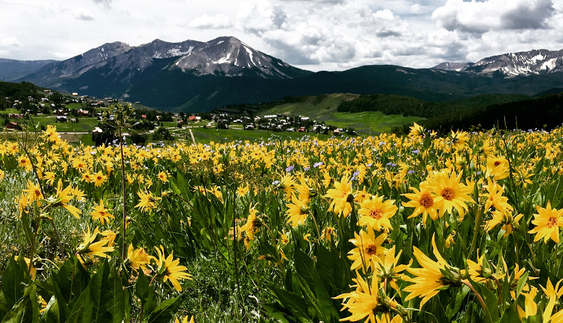 yellow wildflowers in front of the colorado mountains