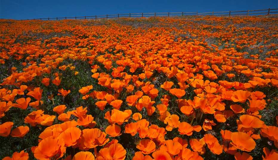 A field of bloomed orange poppy flowers with blue sky