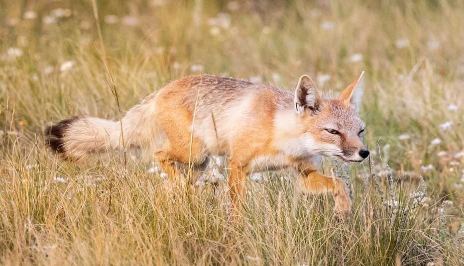 swift foxes are an endangered species of fox visitors can see at the endangered wolf center