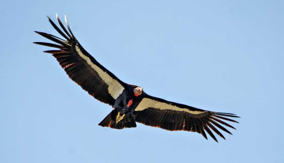 a california condor soaring above pinnacles national park