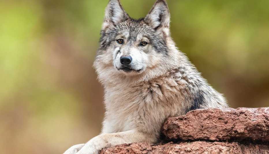 an endangered mexican grey wolf