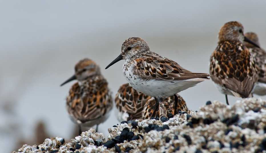 a group of sandpipers standing on a beach