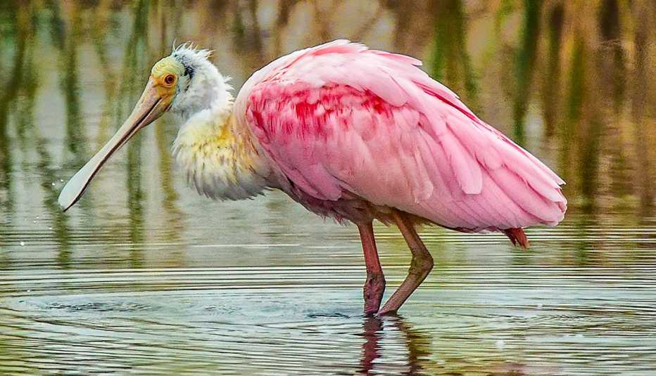 a roseate spoonbill standing in the water