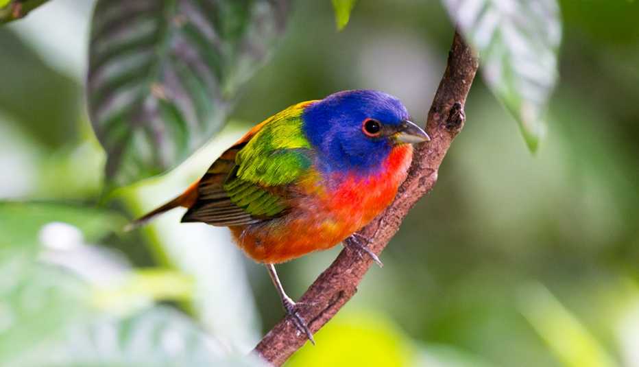 a painted bunting sitting on a branch