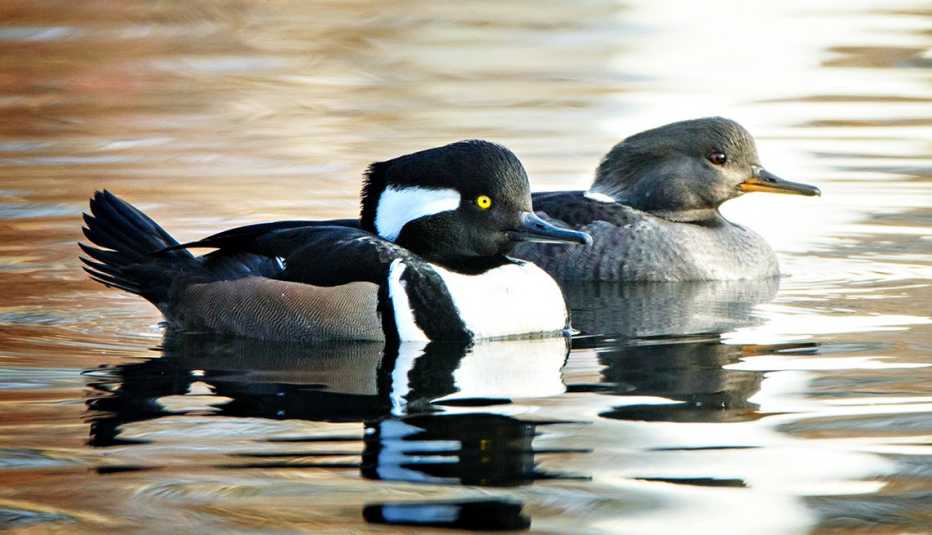 a pair of male and female hooded mergansers floating in the water