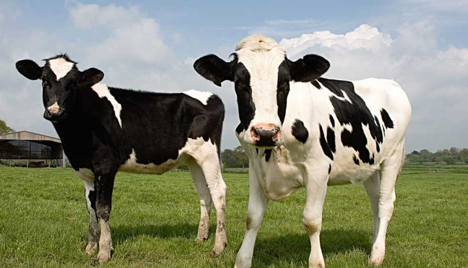 two cows in a field