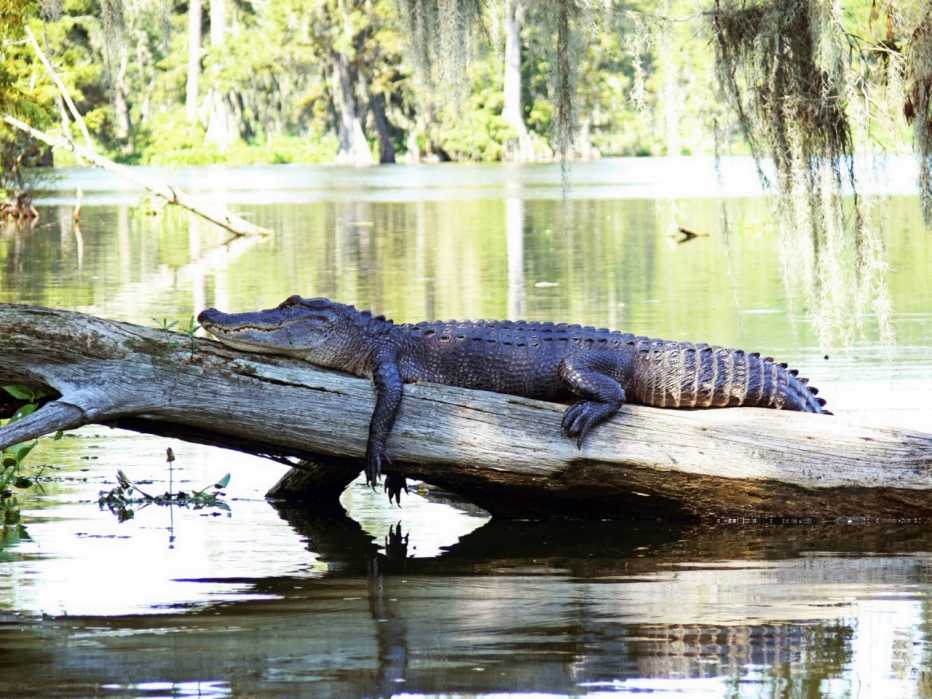 Alligator lounging on tree in a swamp
