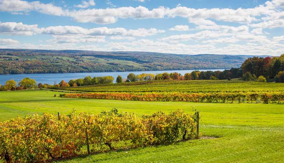 Fall grape vineyards on Seneca Lake in the Finger Lakes region of New York state