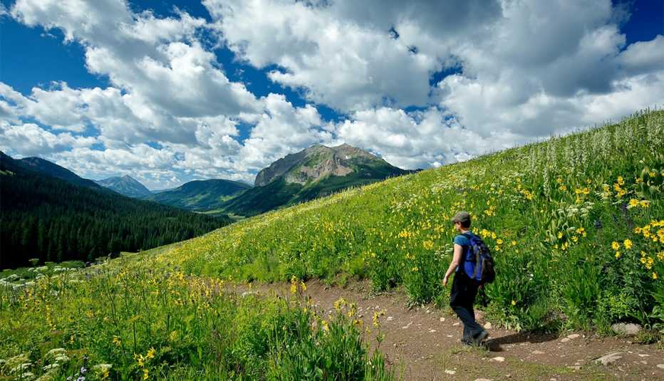 Wildflowers, hiker on Trail No. 401 and Gothic Mountain (12,631 ft.), Gunnison National Forest, near Crested Butte, Colorado 