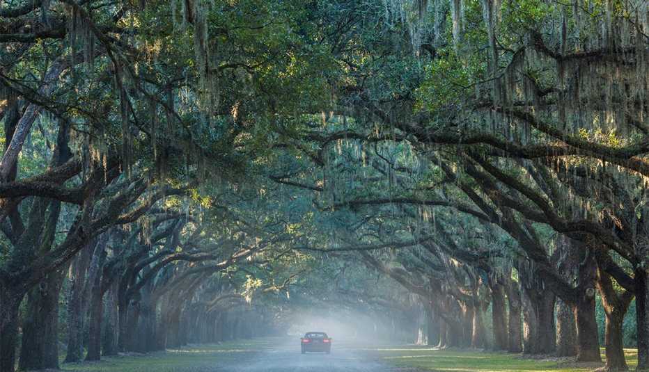 a car on a road at Wormsloe State Historic Site, Live Oak Avenue, 400 Live Oak trees line the road to the former Wormsloe Plantation
