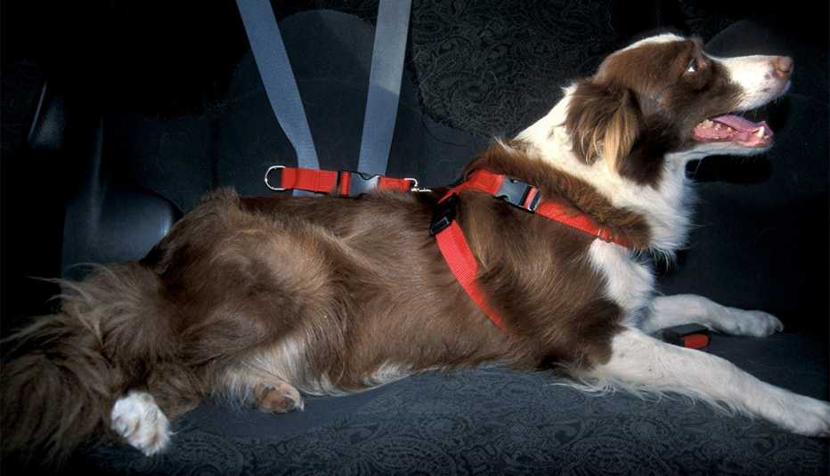 Border Collie Dog in seat harness 