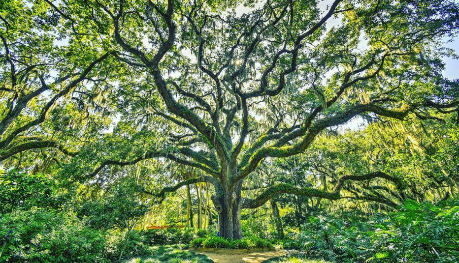 An old tree in Washington Oaks Gardens State Park in Florida